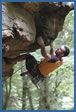 Berdorf rock climbing photograph – Parapluie, F7a