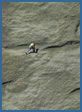 Setesdal rock climbing photograph - Einfach Schon (F5c)