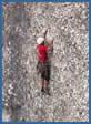 Montserrat rock climbing photograph - Fragel Rock (F6a) in the Santa Cecilia area